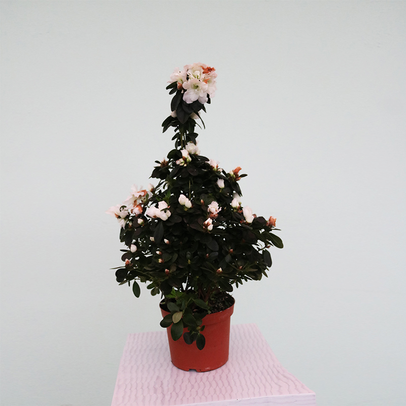 Azalea - Azaliya -Azaleya